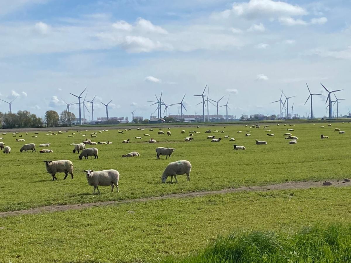 Appartement 1 Mit Kueche Und Neuem Bad, Frisch Saniert Friedrichskoog Eksteriør bilde